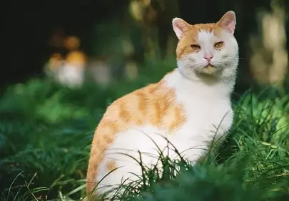 Charming Orange Tabby Cat in Lush Green Grass