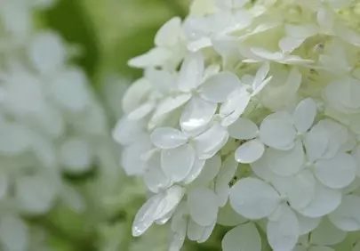Stunning White Hydrangea Blossom: Nature's Delicate Beauty