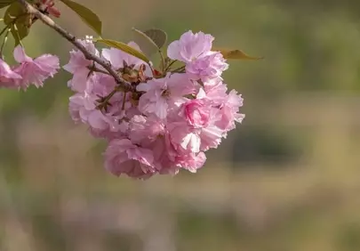 Vibrant Spring Blooms: Delicate Pink Peach Blossoms in Nature