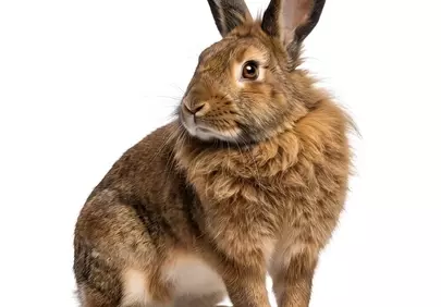 Charming Fluffy Brown Rabbit Portrait on White