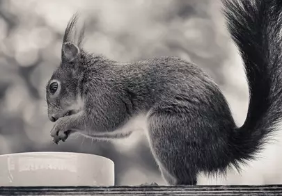 Charming Black & White Squirrel Portrait: A Moment of Wild Serenity