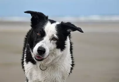 Adorable Border Collie: Playful Wet Dog at the Beach