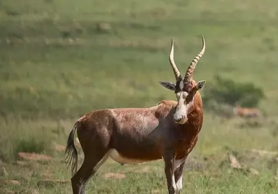 Majestic Blesbok: Solitary Antelope Gracing the African Savanna