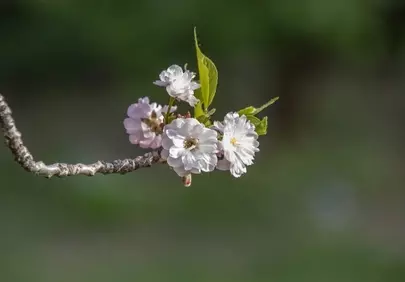 Exquisite White Blossoms: A Close-Up of Spring's Delicate Embrace