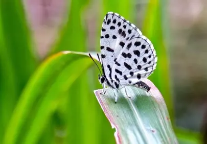 Stunning Spotted Butterfly on Vibrant Green Leaf Macro