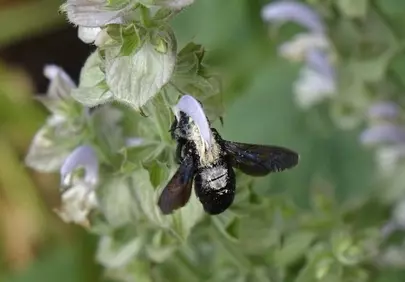 Vibrant Close-Up: Carpenter Bee Pollinating Sage Blossom