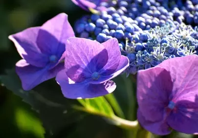 Vibrant Blue Hydrangeas: A Stunning Nature Wallpaper