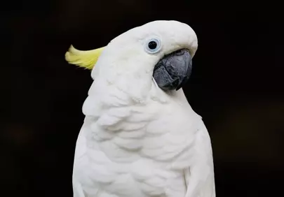Stunning White Cockatoo Against a Dark Background