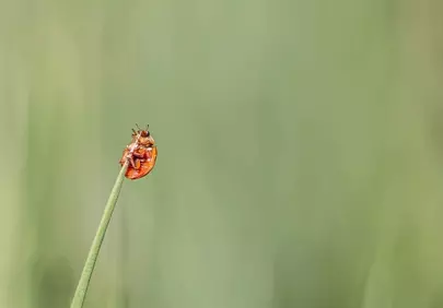 Vibrant Ladybug Perched on Green Blade in Macro View