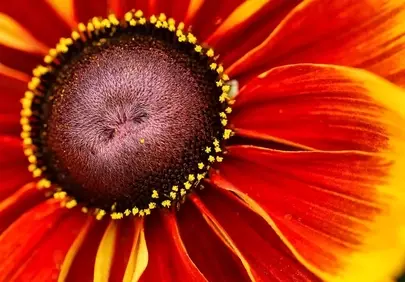 Vibrant Rudbeckia Bloom: A Summer Garden's Fiery Heart