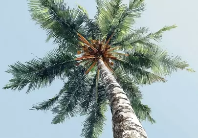 Stunning Tropical Palm: Vertical Island Bliss