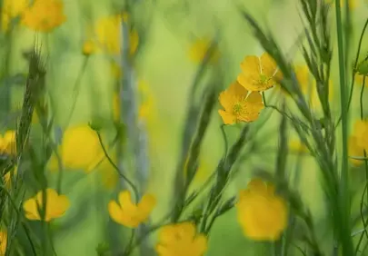 Vibrant Yellow Buttercups in a Sun-Drenched Spring Meadow