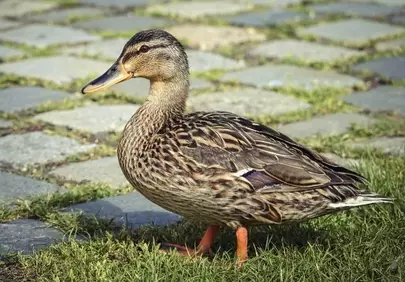Charming Mallard Duck Strolls on Cobblestones