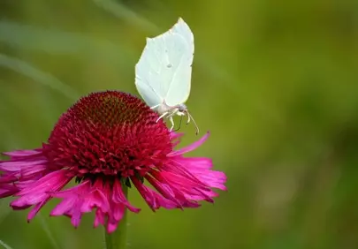 Vibrant Coneflower Blossom with Delicate White Butterfly