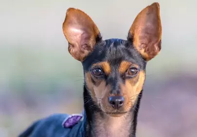Alert & Adorable: Mini Pinscher's Expressive Gaze