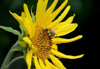 Vibrant Sunflower Buzz: Bumblebee's Nectar Quest
