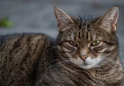 Captivating Feline Gaze: A Striking Tabby Cat Portrait