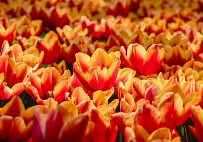 Vibrant Spring Tulips: A Field of Fiery Blooms