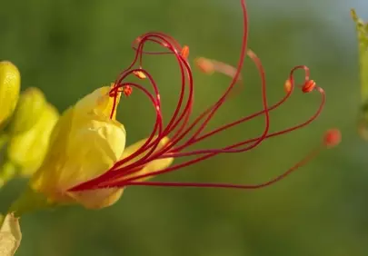 Vibrant Yellow Bloom with Striking Red Stamens