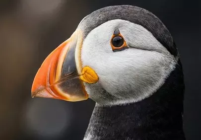 Vibrant Puffin Profile: Nature's Colorful Seabird Close-up