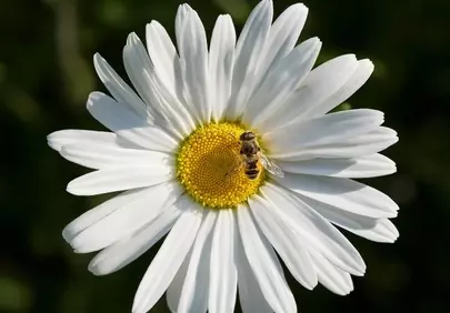 Vibrant Daisy Pollination: A Macro Nature's Detail