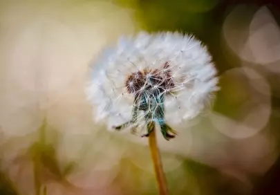 Enchanting Dandelion: Macro Bloom in Soft Natural Light