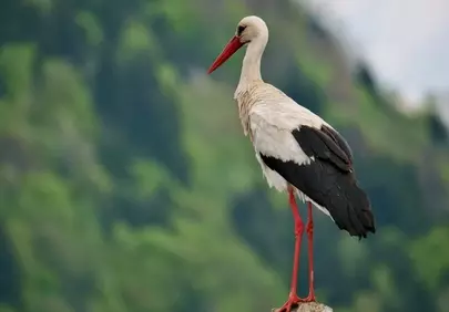 Elegant Stork: A Majestic Spring Forest Resident