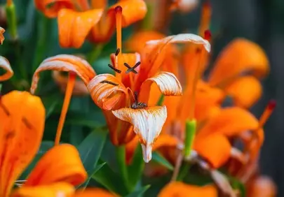 Vibrant Orange Lily Macro: A Symphony of Nature's Detail