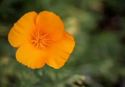 Vibrant California Poppy: A Macro Glimpse of Summer's Charm