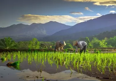 Serene Sunrise: Farmers Tend Lush Rice Paddies Amidst Majestic Mountains