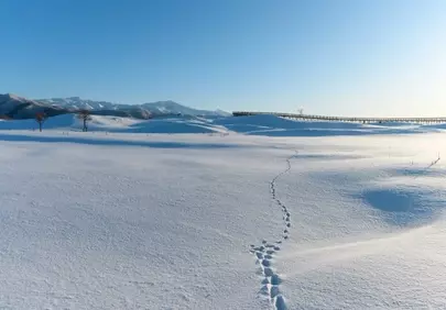 Breathtaking Hokkaido Winter: Serene Snowscape with Distant Mountains