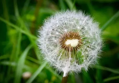 Stunning Dandelion Macro: Nature's Delicate Beauty Up Close