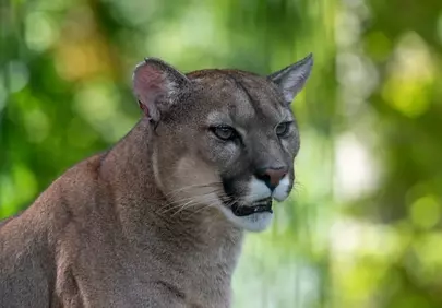 Majestic Mountain Lion: Fierce Predator in Natural Habitat
