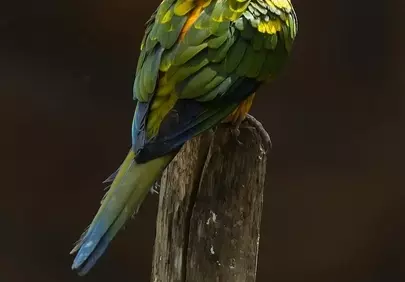 Vibrant Sun Parakeet Perched in Golden Sunlight