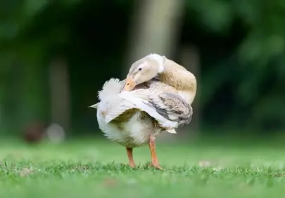 Graceful Indian Runner Duck Preening in Lush Green Grass