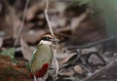 Vibrant Pitta Bird Foraging in Tropical Forest