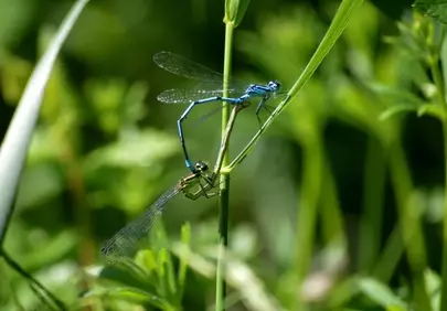 Intimate Dance: Damselflies Mating in Vibrant Summer Grass