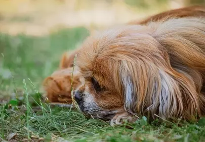 Serene Pekingese: Peaceful Slumber in Nature's Embrace