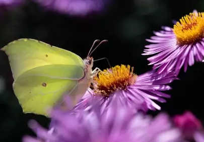 Vibrant Macro: Brimstone Butterfly on Aster Bloom