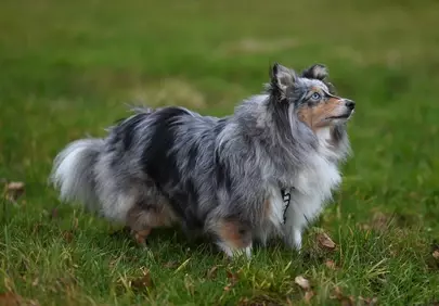 Majestic Blue Merle Shetland Sheepdog in Verdant Field