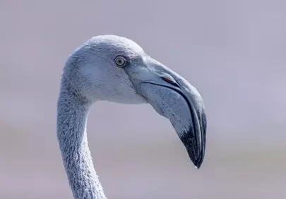 Stunning Flamingo Portrait: Nature's Elegance Up Close
