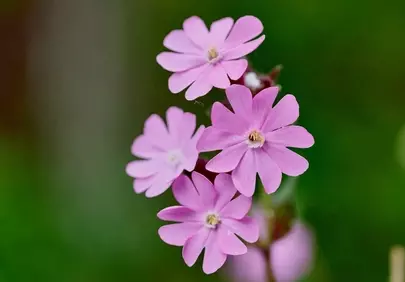 Delicate Pink Silene: Spring Wildflower Macro