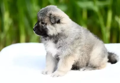 Adorable Eurasier Puppy: Fluffy, Young, and Utterly Charming