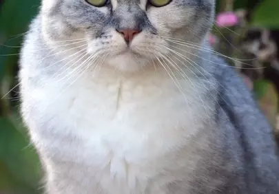 Stunning Grey Tabby Cat with Piercing Green Eyes