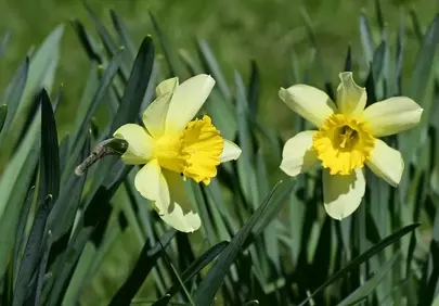 Vibrant Yellow Daffodils: Harbingers of Spring's Joy