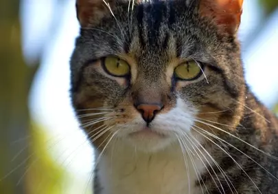 Intense Gaze: A Captivating Close-up of a Tabby Cat