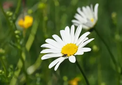 Vibrant Daisy Bloom: Nature's Intricate Beauty