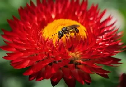 Vibrant Red Strawflower with Busy Bee Close-up