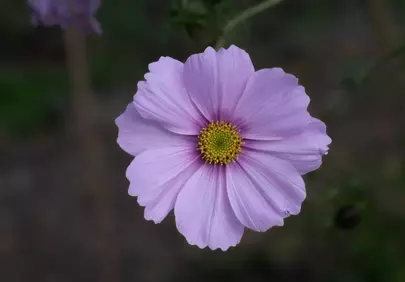 Vibrant Pink Dahlia Bloom: Nature's Fall Masterpiece