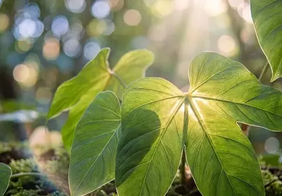 Vibrant Spring Leaves Bathed in Golden Sunlight